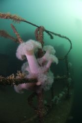 Plumose anemone's on the hand rails of
the Scylla. 10.5m... by Derek Haslam 